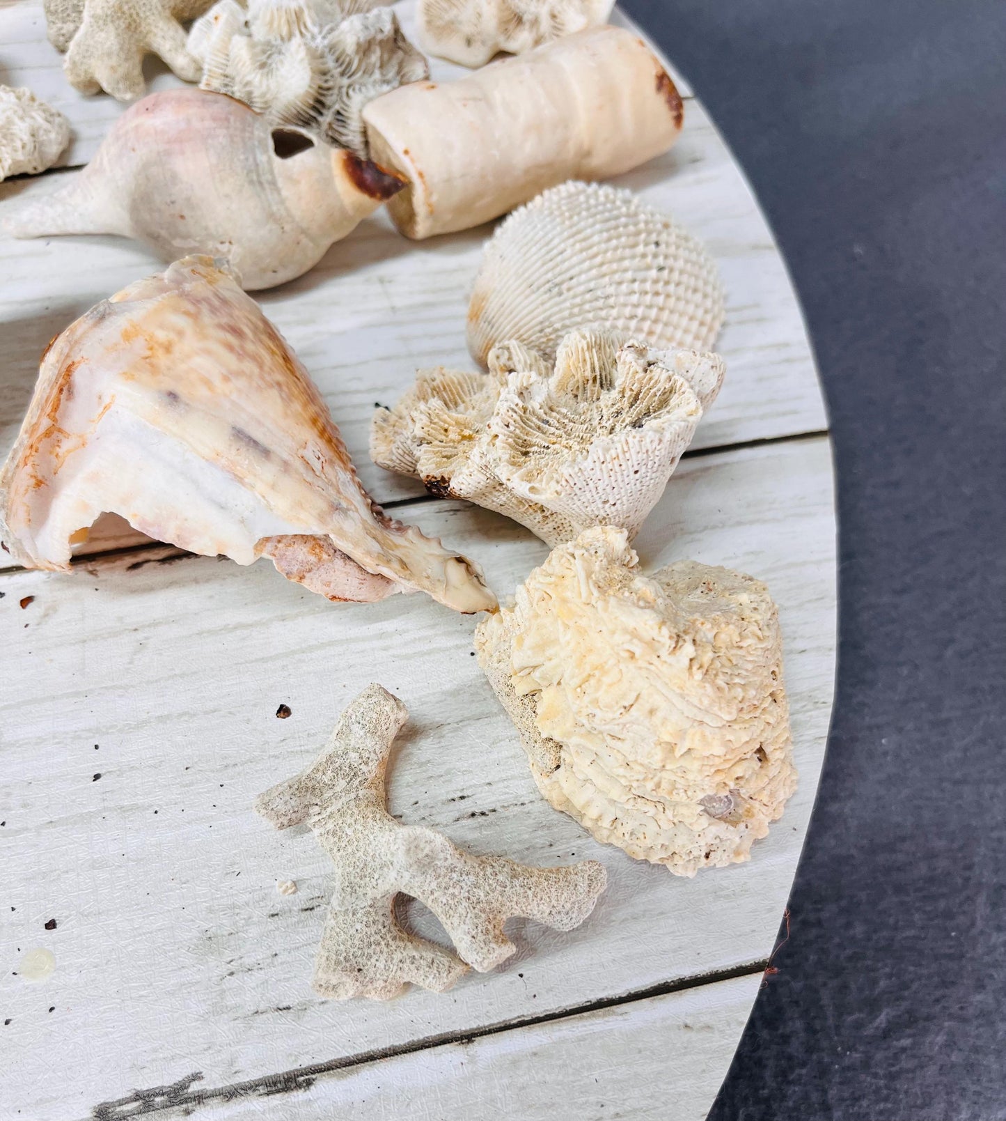 Seashells for Crafts & Decor | Natural Beach Shells, Perfect for DIY Projects, Wedding Decor and Home Accents