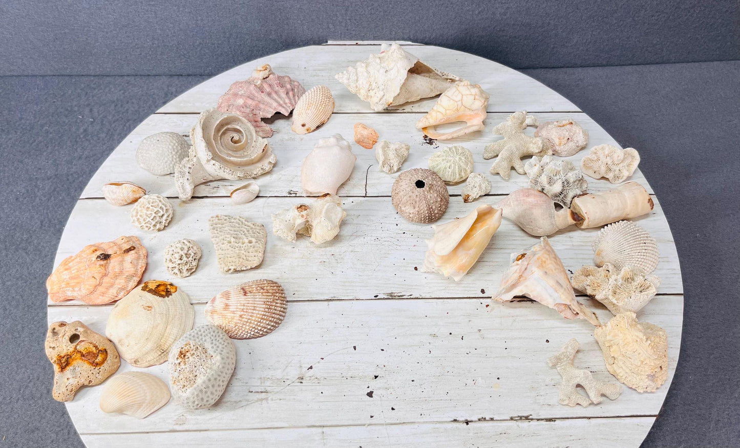 Seashells for Crafts & Decor | Natural Beach Shells, Perfect for DIY Projects, Wedding Decor and Home Accents