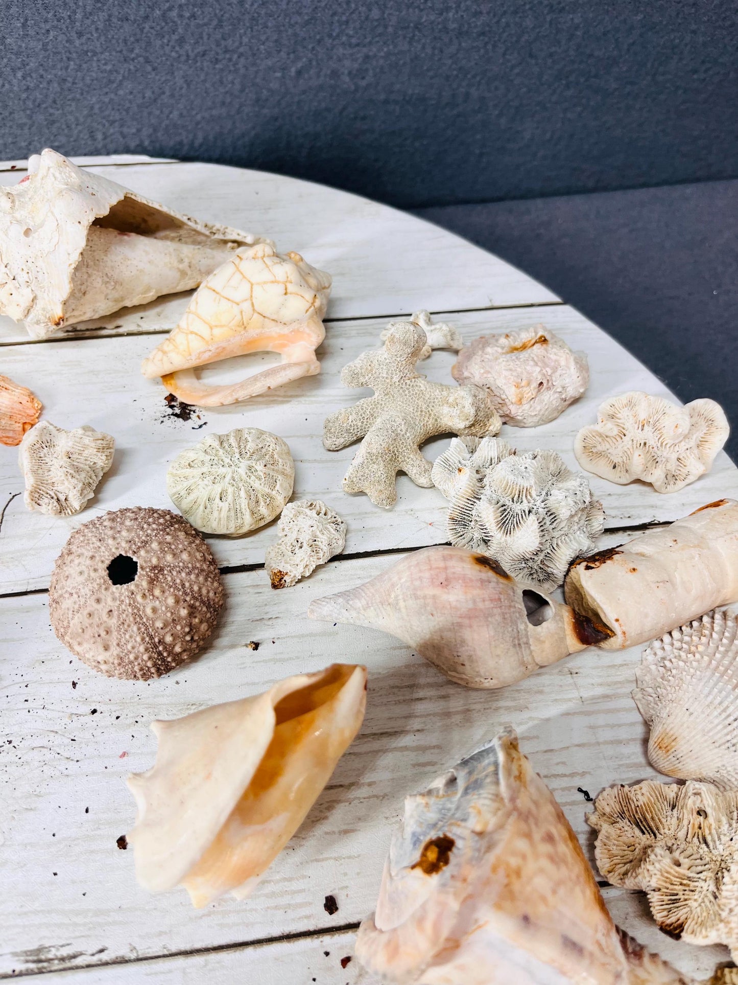 Seashells for Crafts & Decor | Natural Beach Shells, Perfect for DIY Projects, Wedding Decor and Home Accents