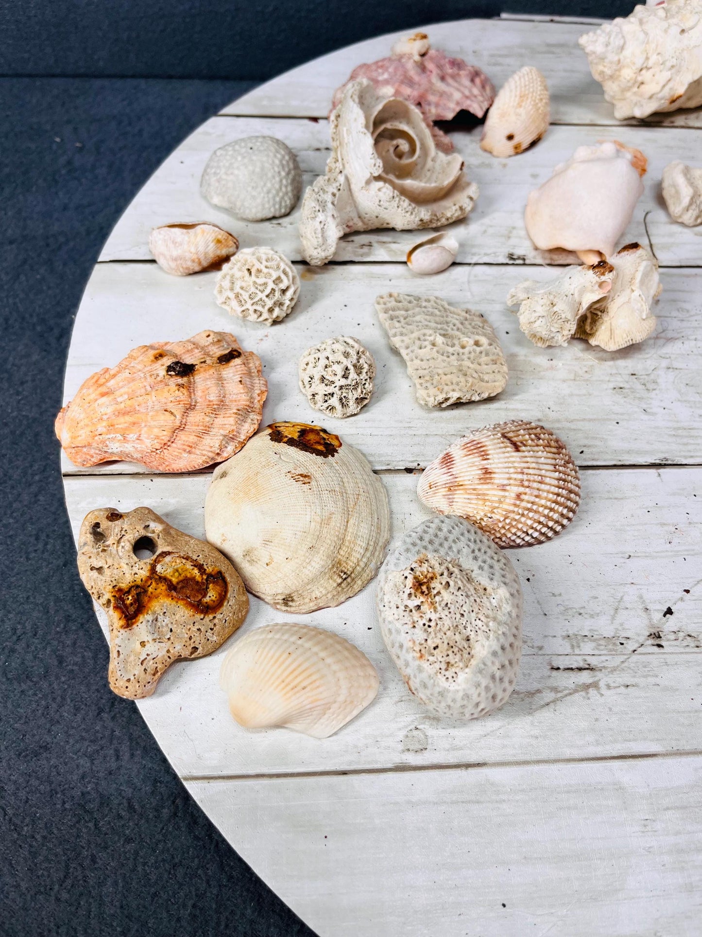 Seashells for Crafts & Decor | Natural Beach Shells, Perfect for DIY Projects, Wedding Decor and Home Accents