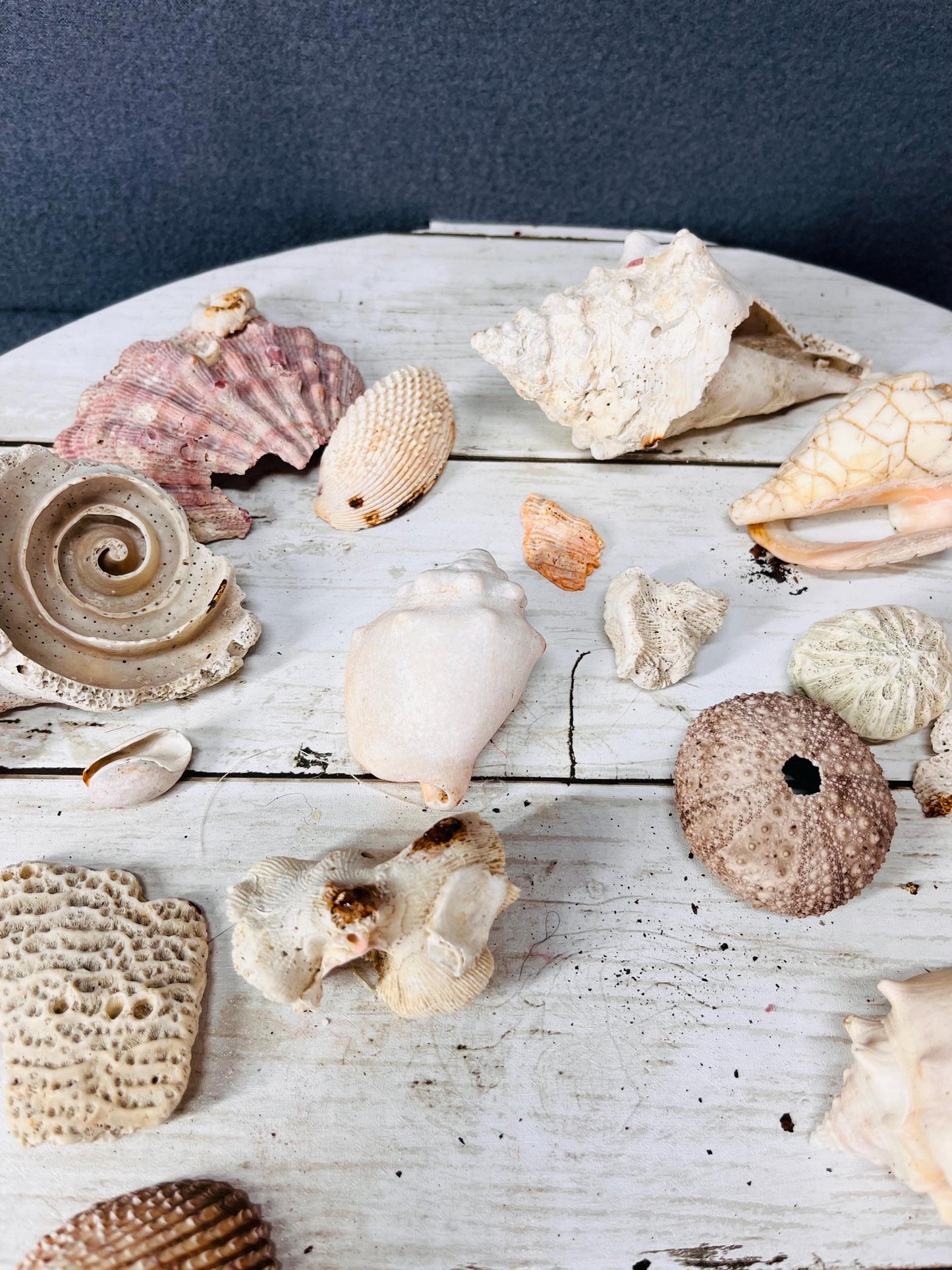 Seashells for Crafts & Decor | Natural Beach Shells, Perfect for DIY Projects, Wedding Decor and Home Accents